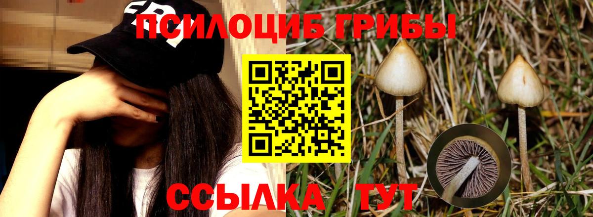 Псилоцибиновые грибы прущие грибы Алексин